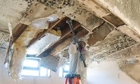 Best Emergency Mold Remediation  in Plains, TX